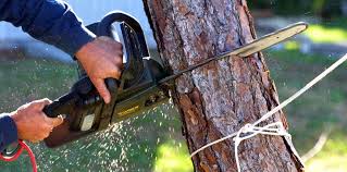 Best Tree Preservation Services  in Heceta Beach, OR