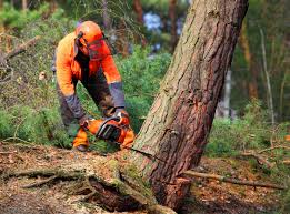 Best Hazardous Tree Removal  in Heceta Beach, OR