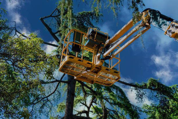 Best Storm Damage Tree Cleanup  in Heceta Beach, OR