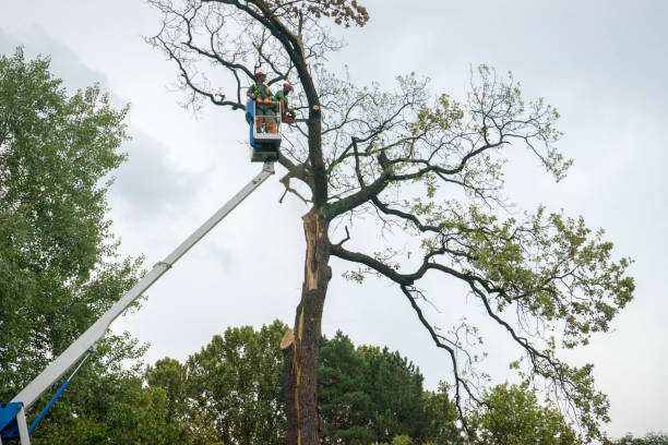 Best Tree Trimming and Pruning  in Heceta Beach, OR