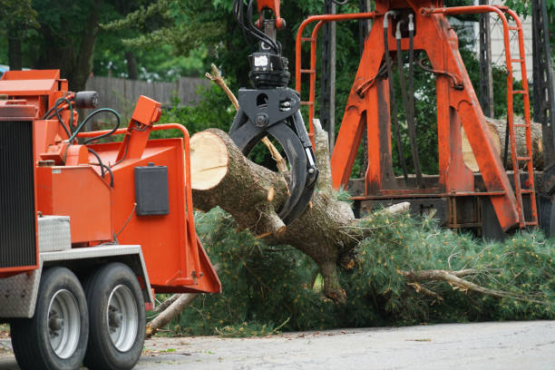 Best Tree Removal  in Heceta Beach, OR